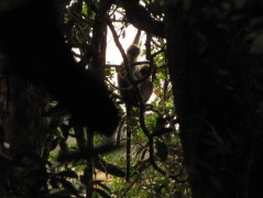 Monkey, Malaysia