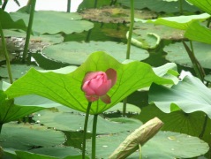 lotus, China