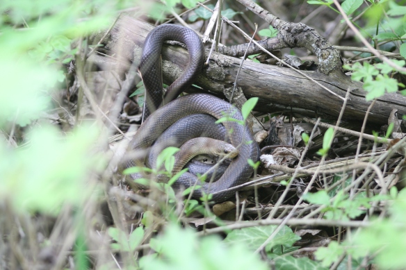 aesculapius snake