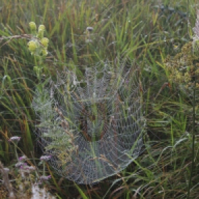 webs-and-dew