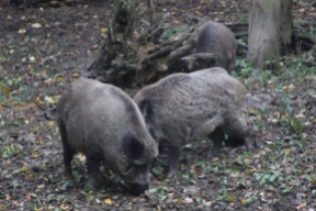 wild-boars